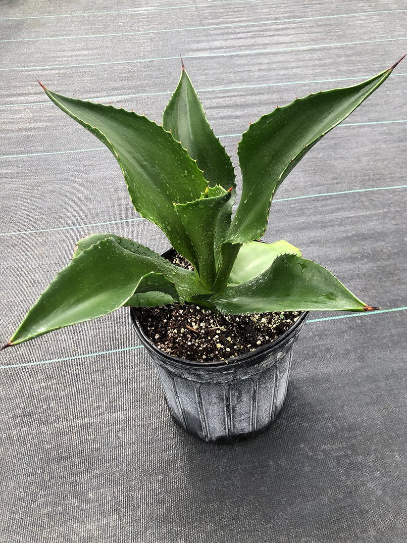 Agave brevispina - Image 3