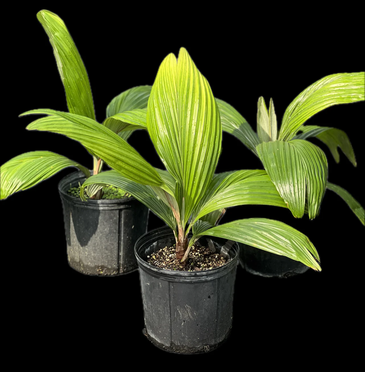 Allagoptera caudescens - Image 3