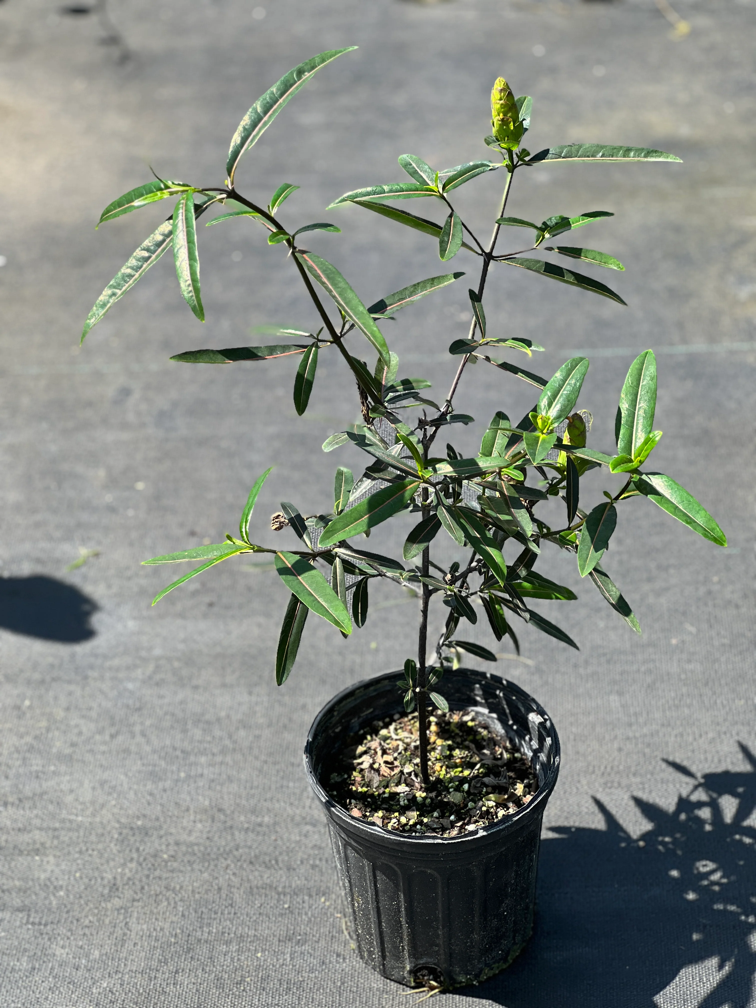 Barleria lupulina - Image 4