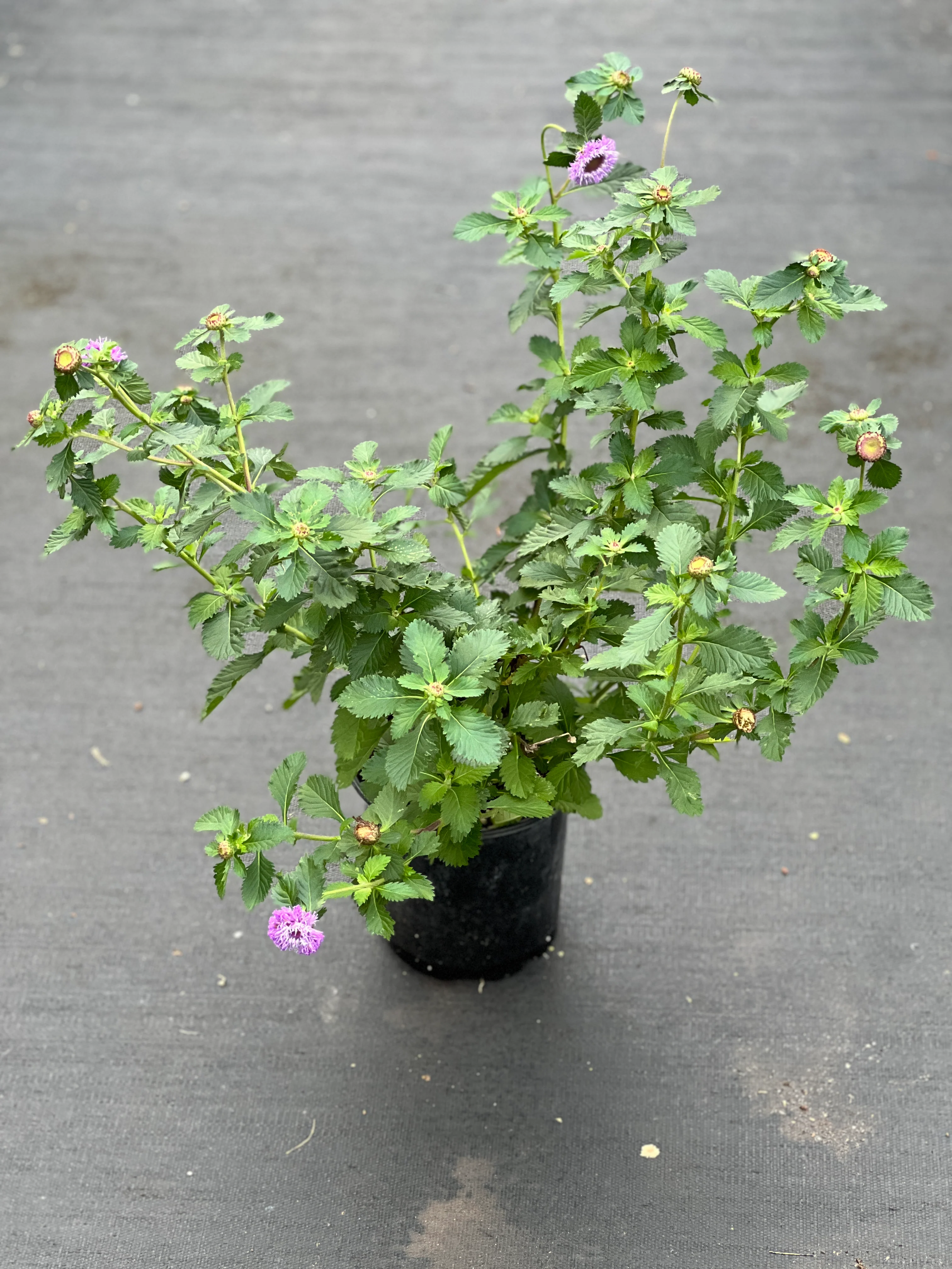 Centratherum punctatum - Image 3