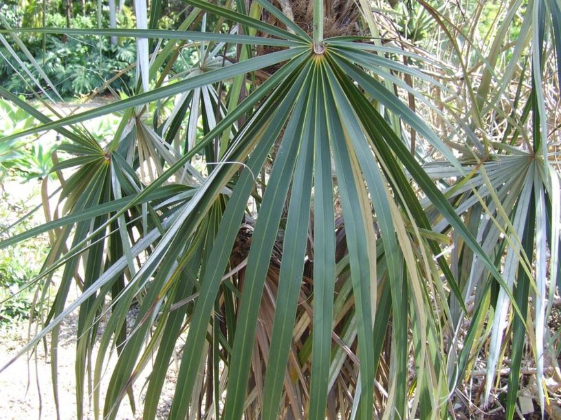 Coccothrinax argentata - Image 3