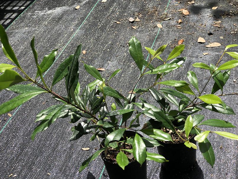 Eugenia luschnathiana - Image 3