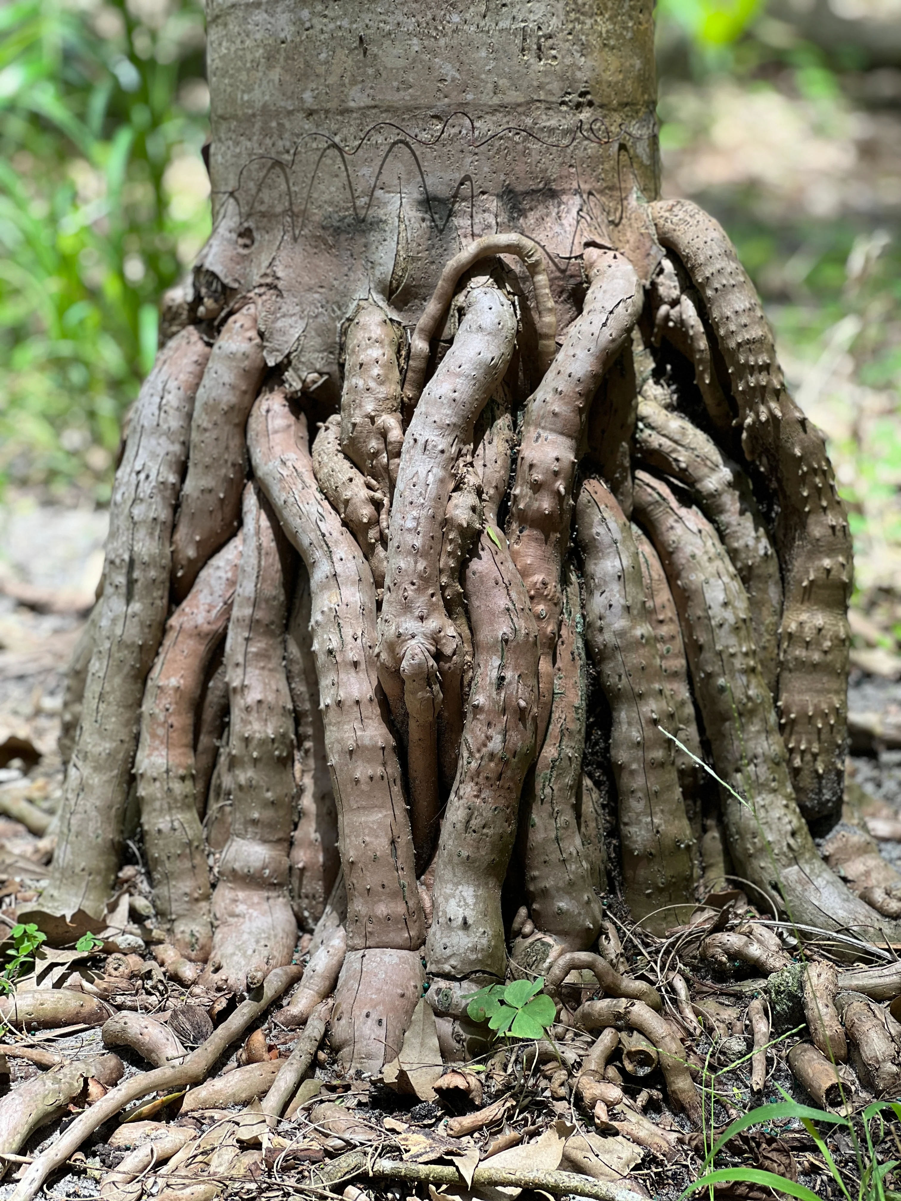 Gaussia attenuata - Image 3