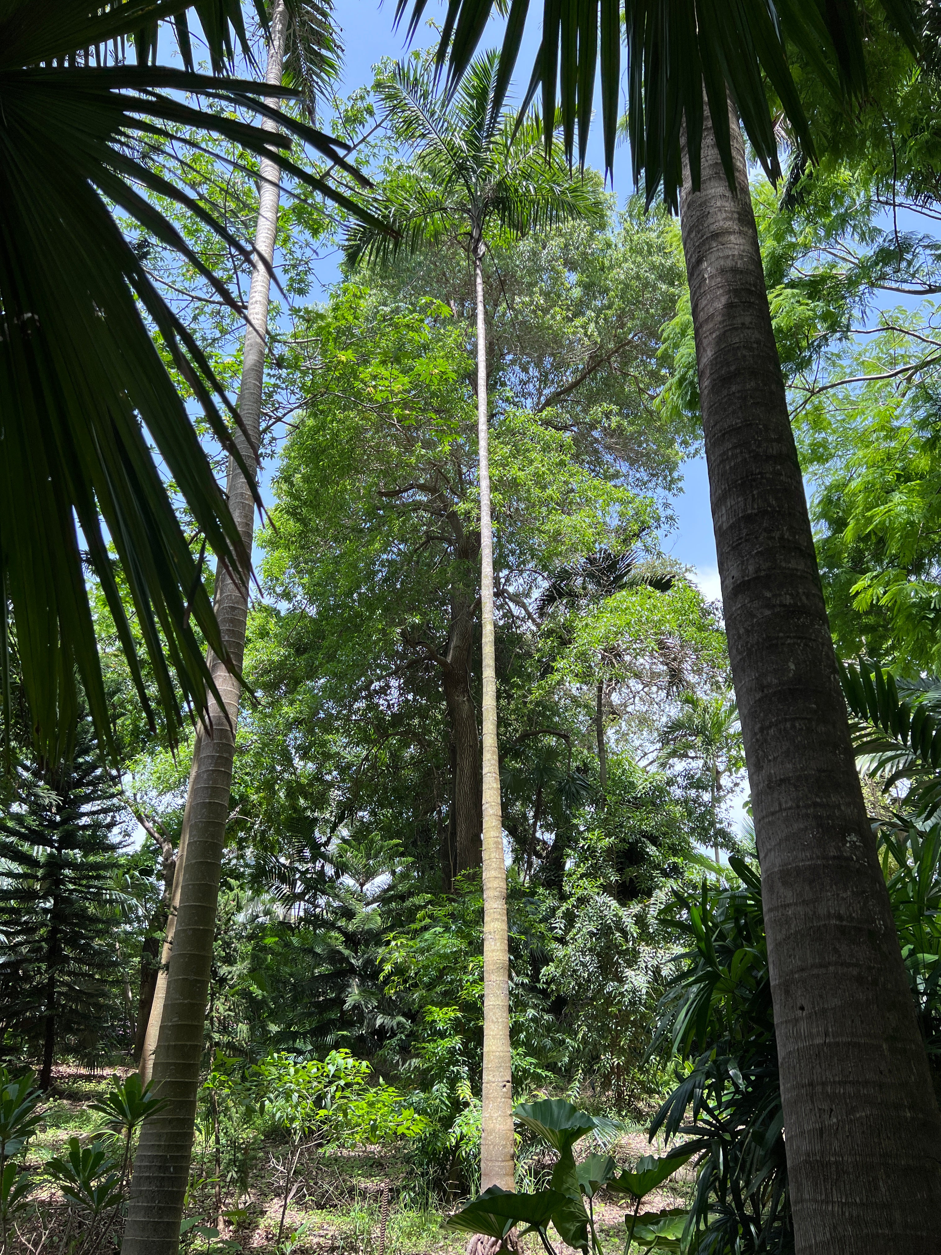 Gaussia attenuata - Image 4