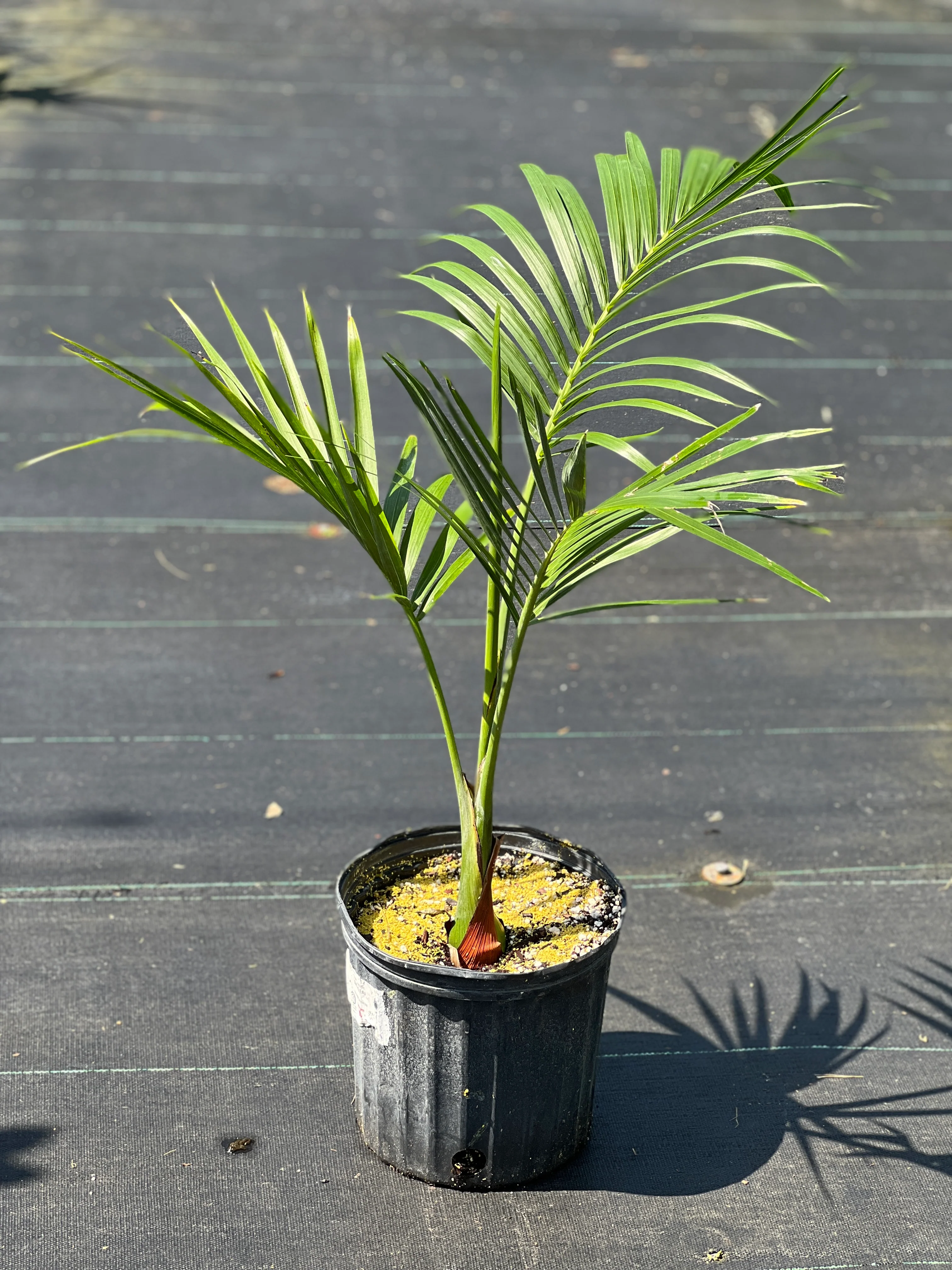 Gaussia attenuata - Image 5