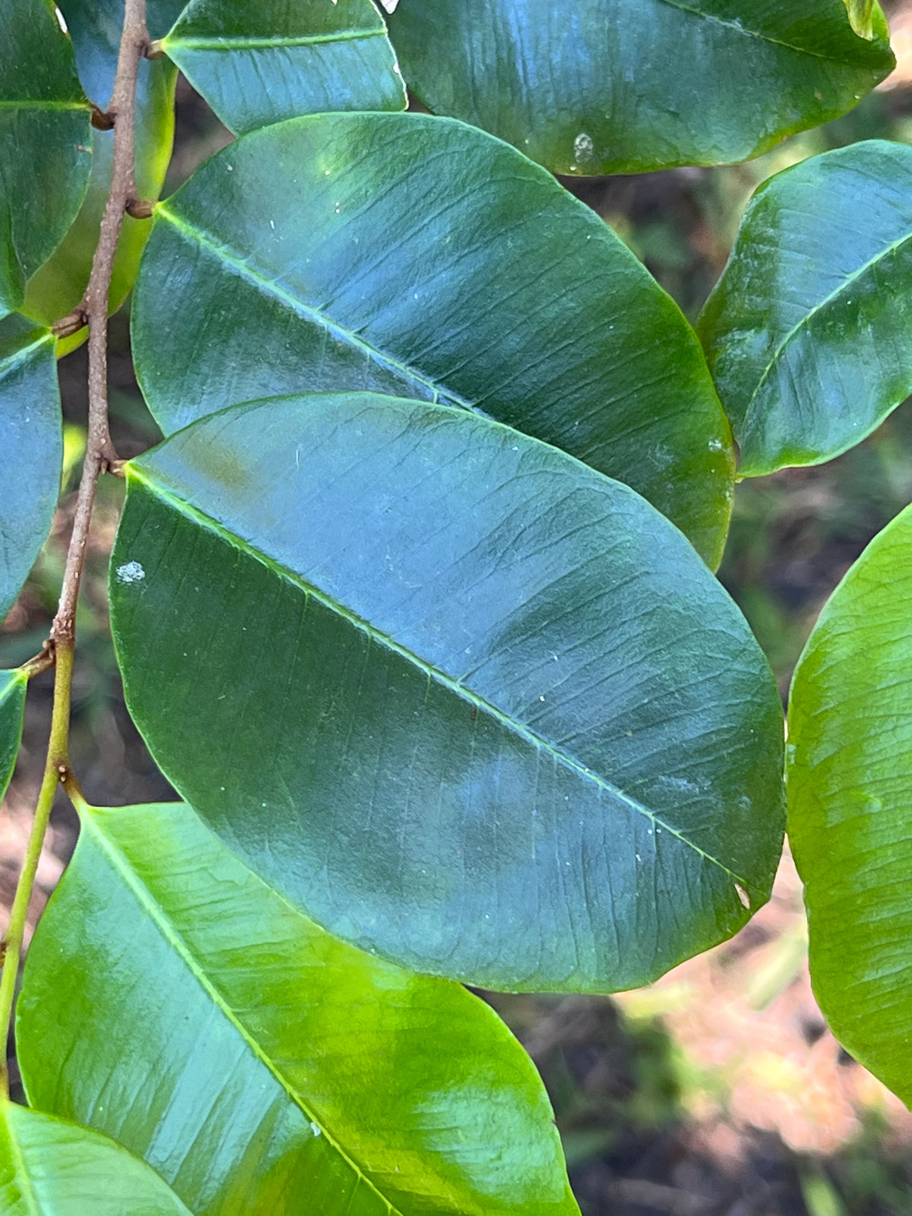 Goetzea elegans - Image 3