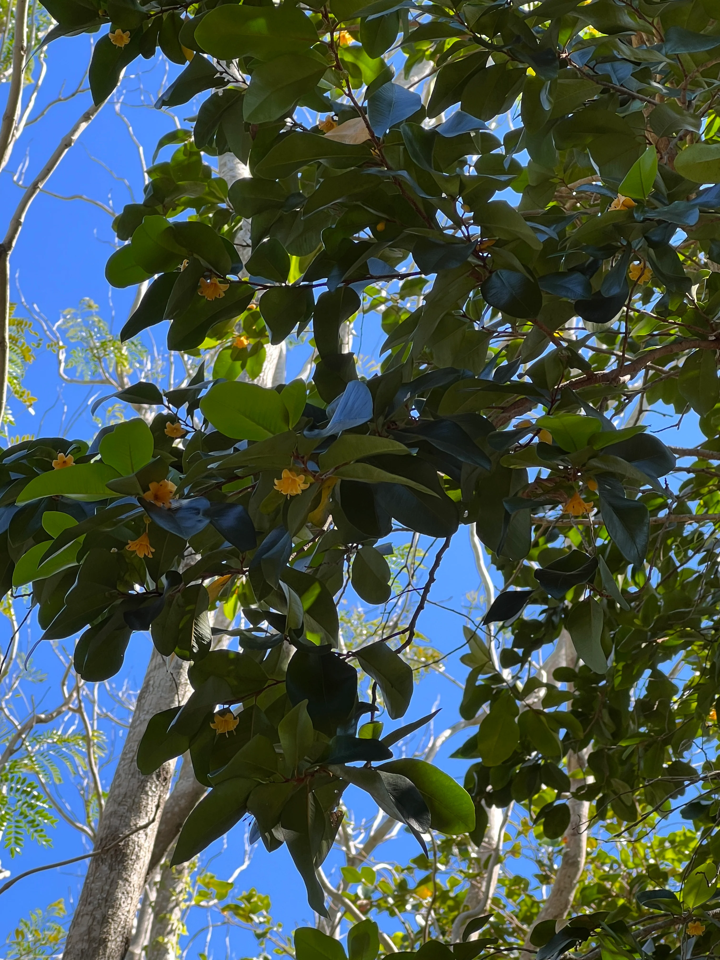 Goetzea elegans - Image 4