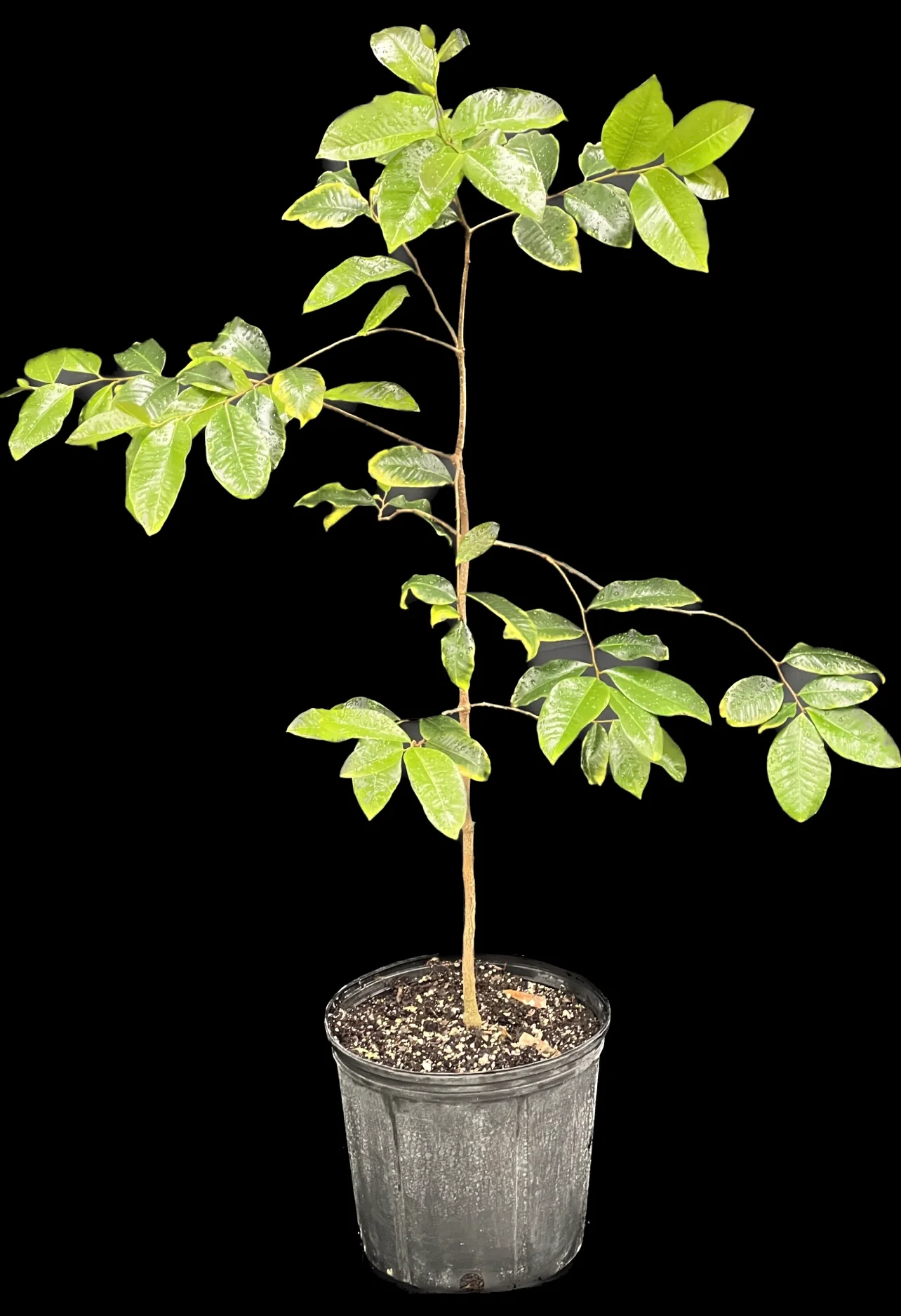 Goetzea elegans - Image 5