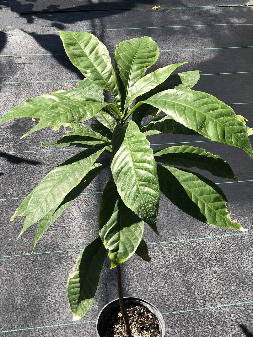 Gustavia augusta - Image 3