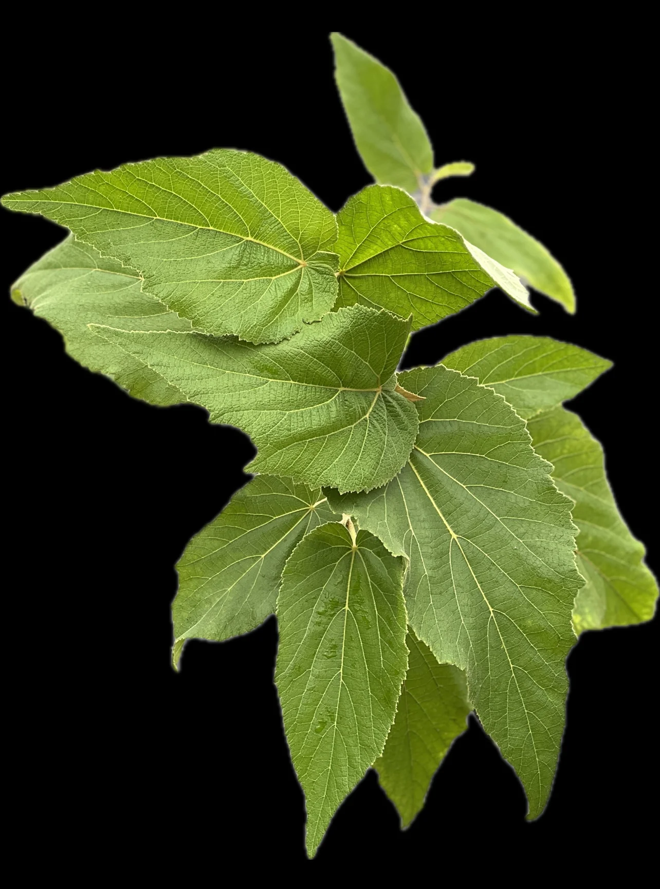 Helicteres jamaicensis - Image 3