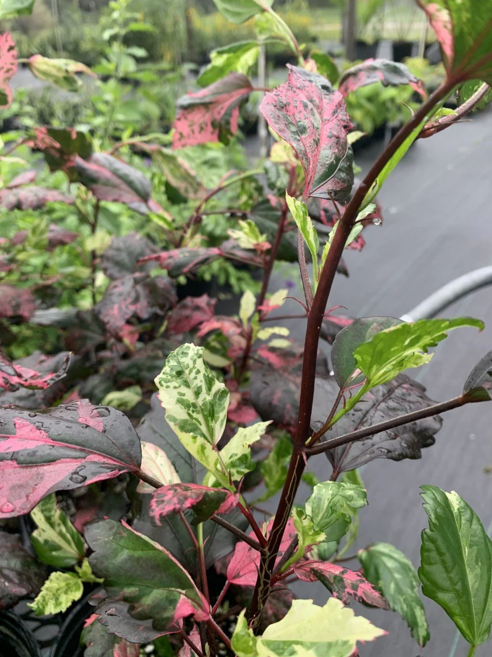 Hibiscus rosa-sinensis 'Red Hot' - Image 3