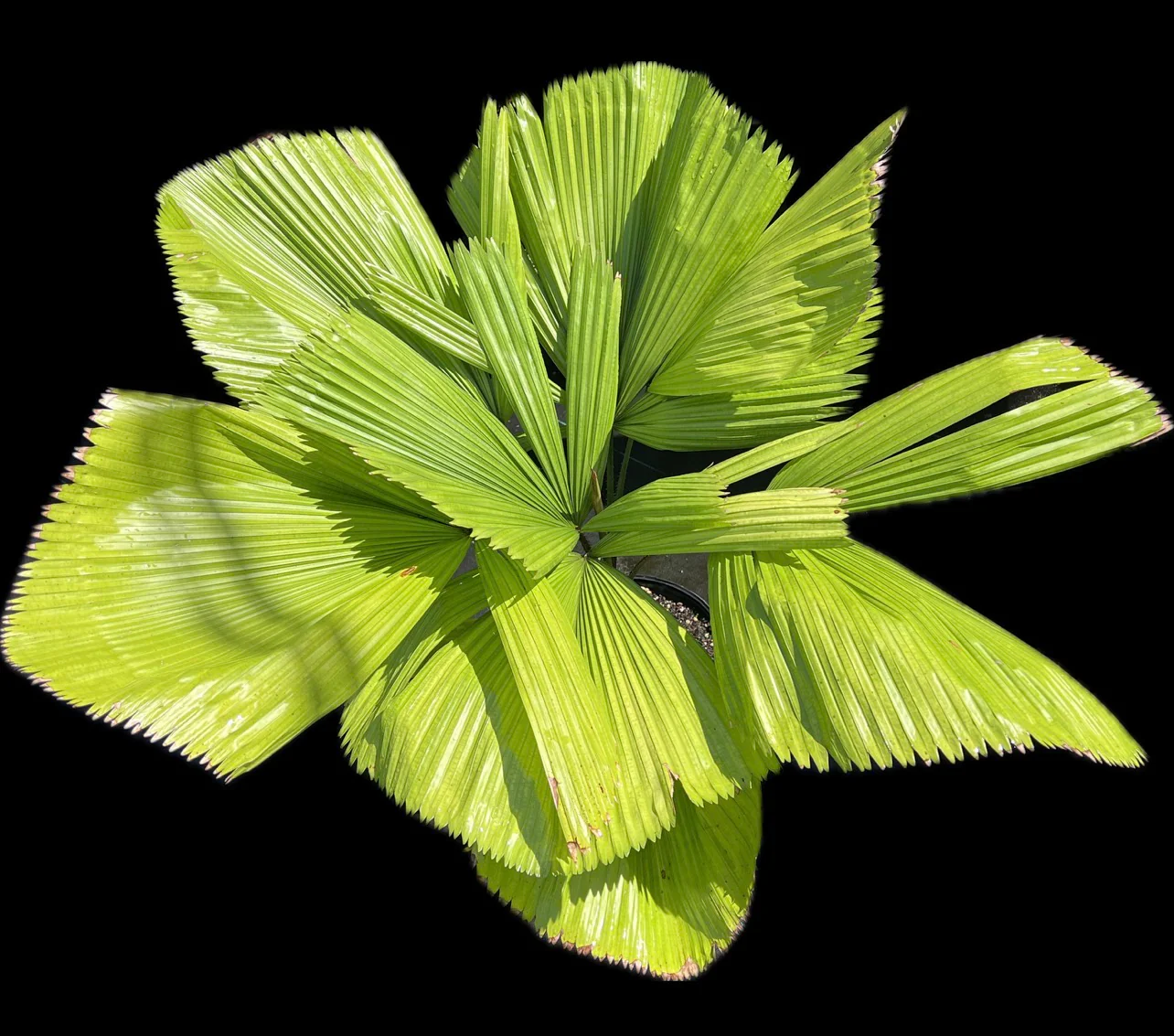 Licuala grandis - Image 3