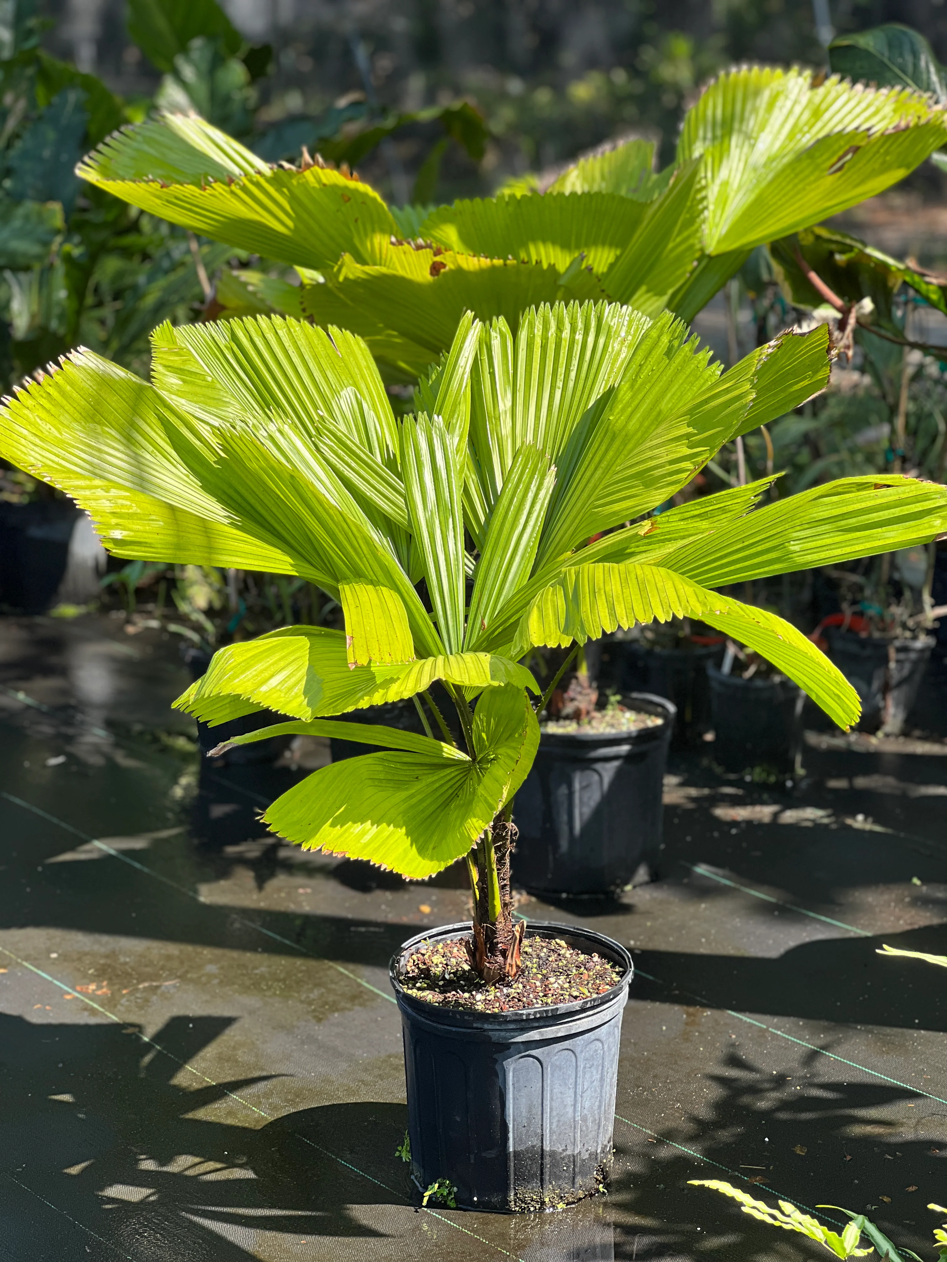 Licuala grandis - Image 4