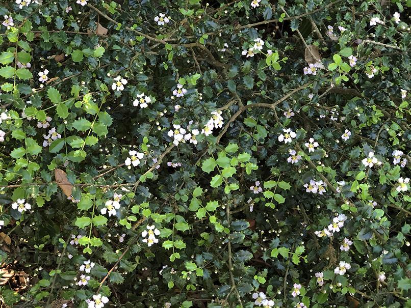 Malpighia coccigera 'Low Boy' - Image 3