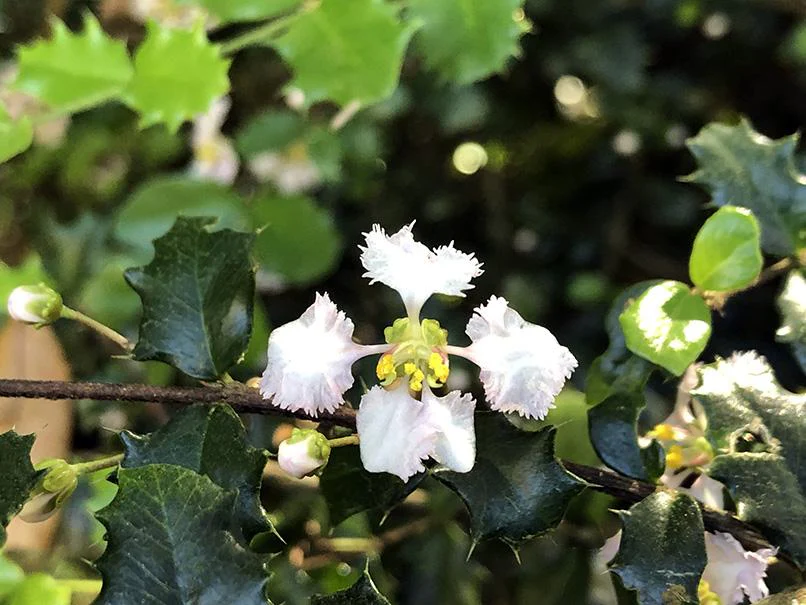 Malpighia coccigera 'Low Boy' - Image 4