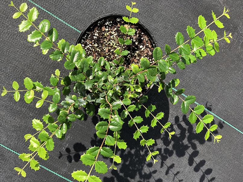 Malpighia coccigera 'Low Boy' - Image 5