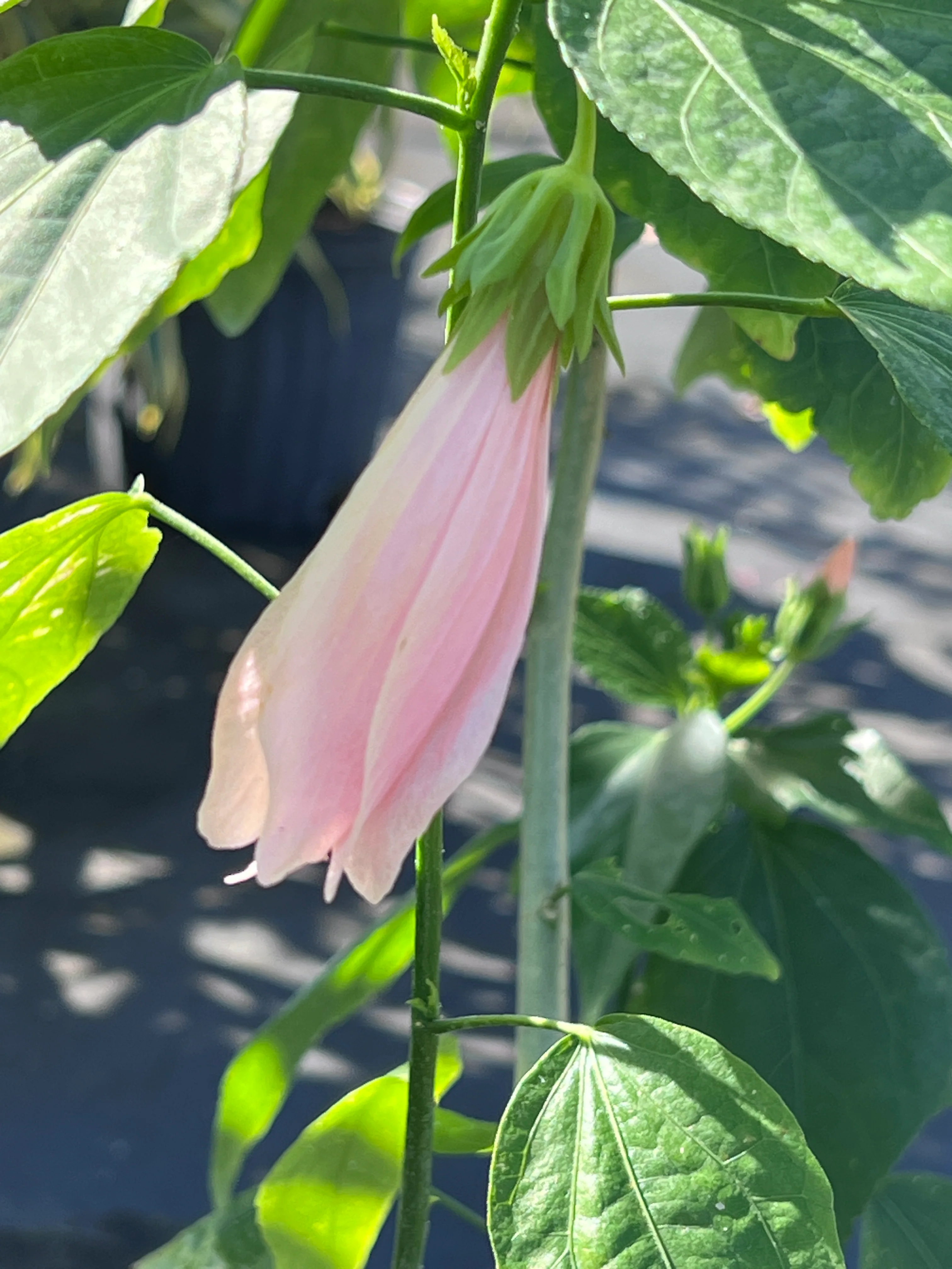 Malvaviscus penduliflorus 'Chilli Pink' - Image 4
