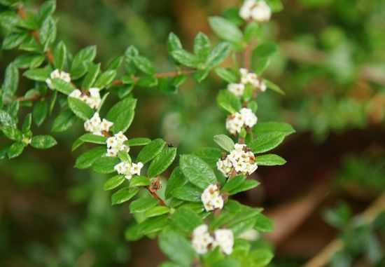 Nashia inaguensis - Image 3