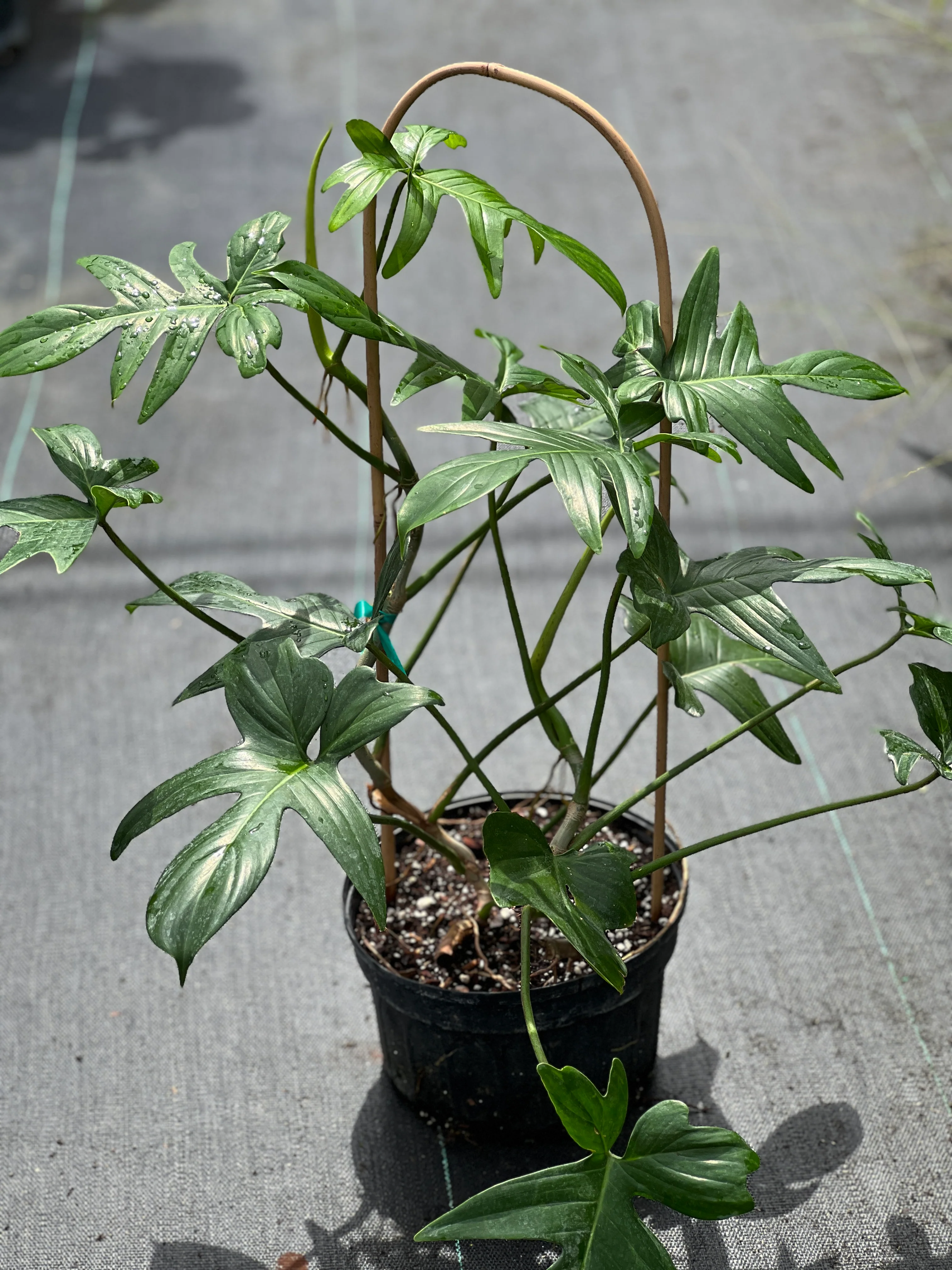 Philodendron pedatum - Image 3