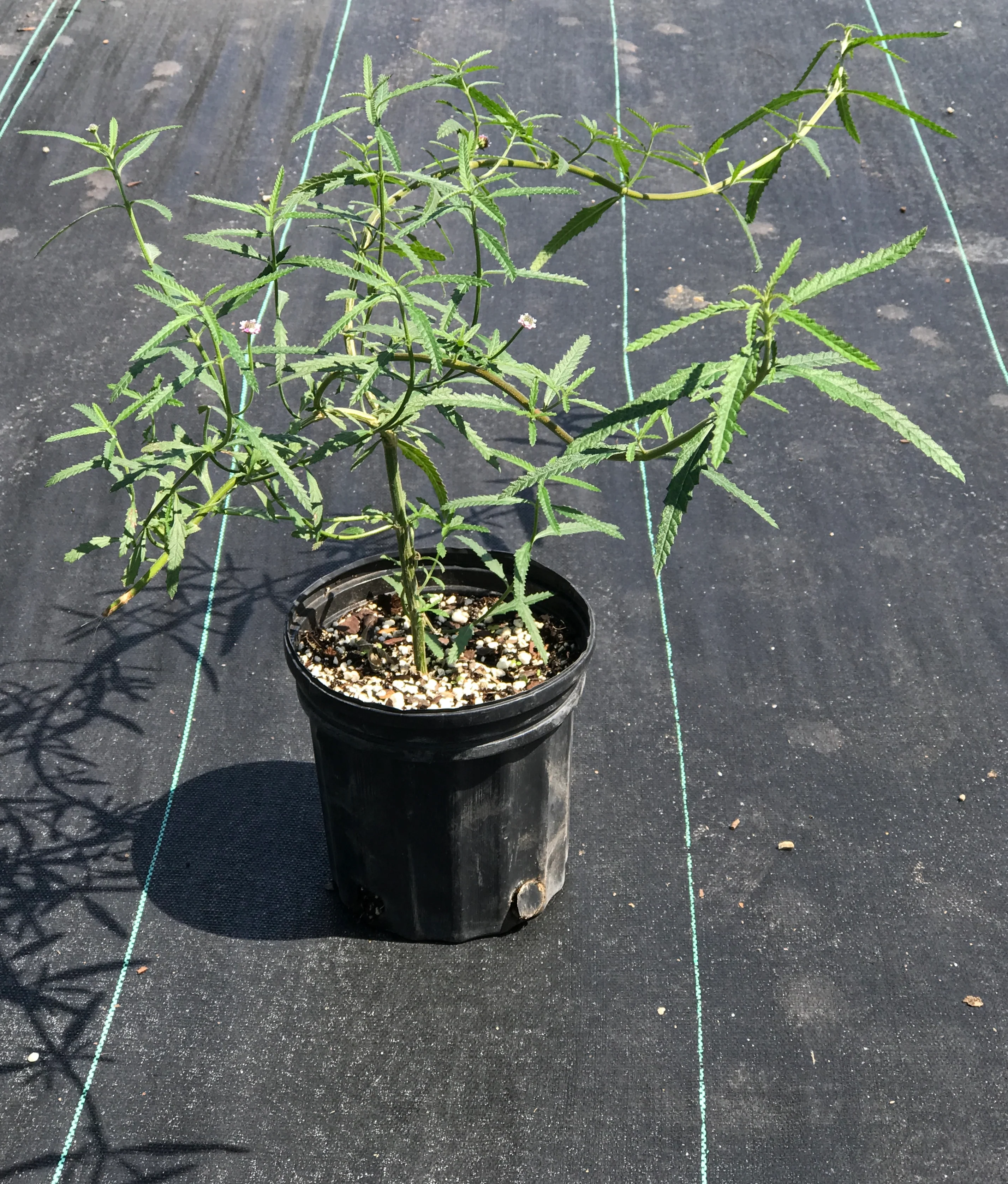 Phyla stoechadifolia - Image 3