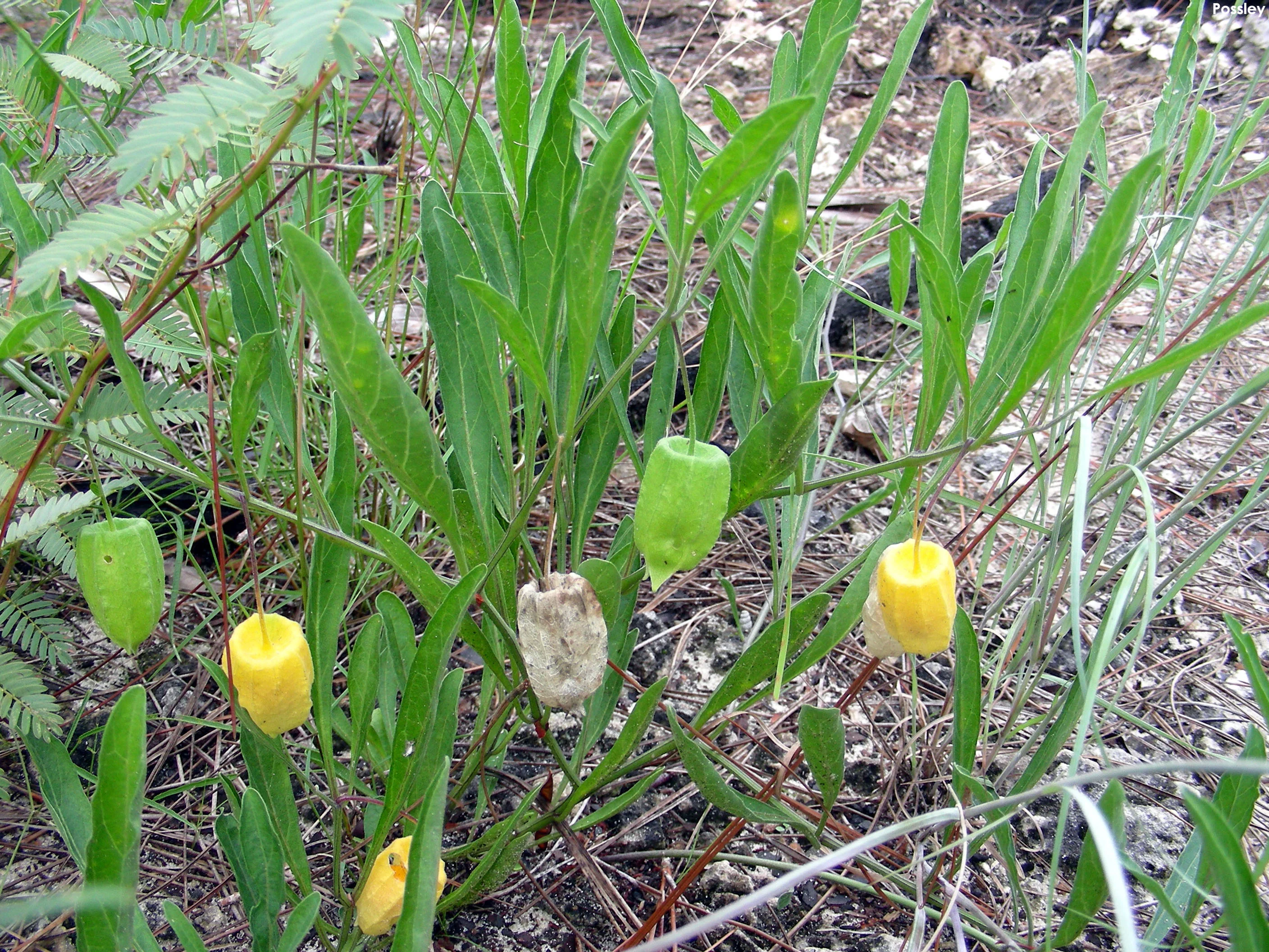 Physalis walteri - Image 3