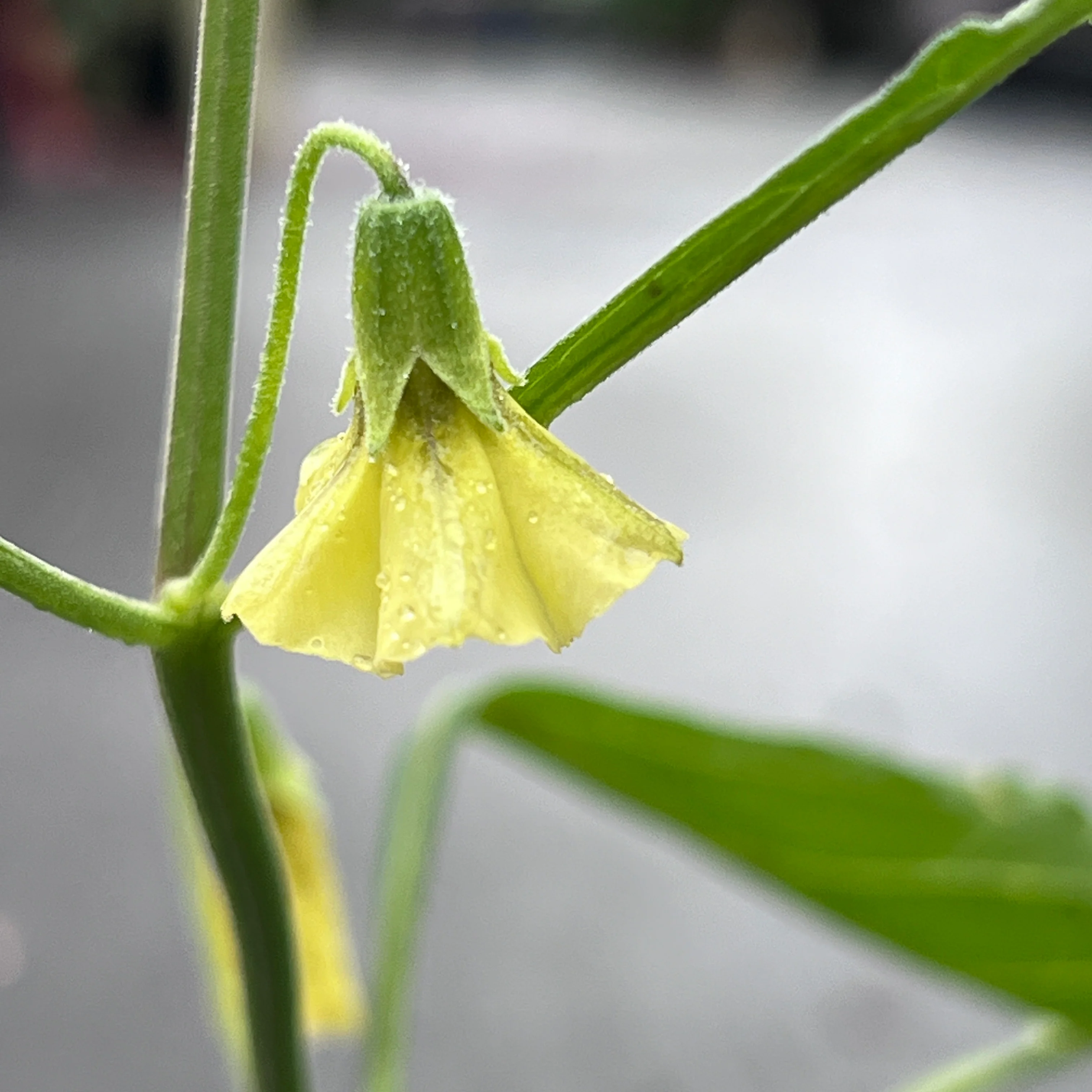Physalis walteri - Image 4