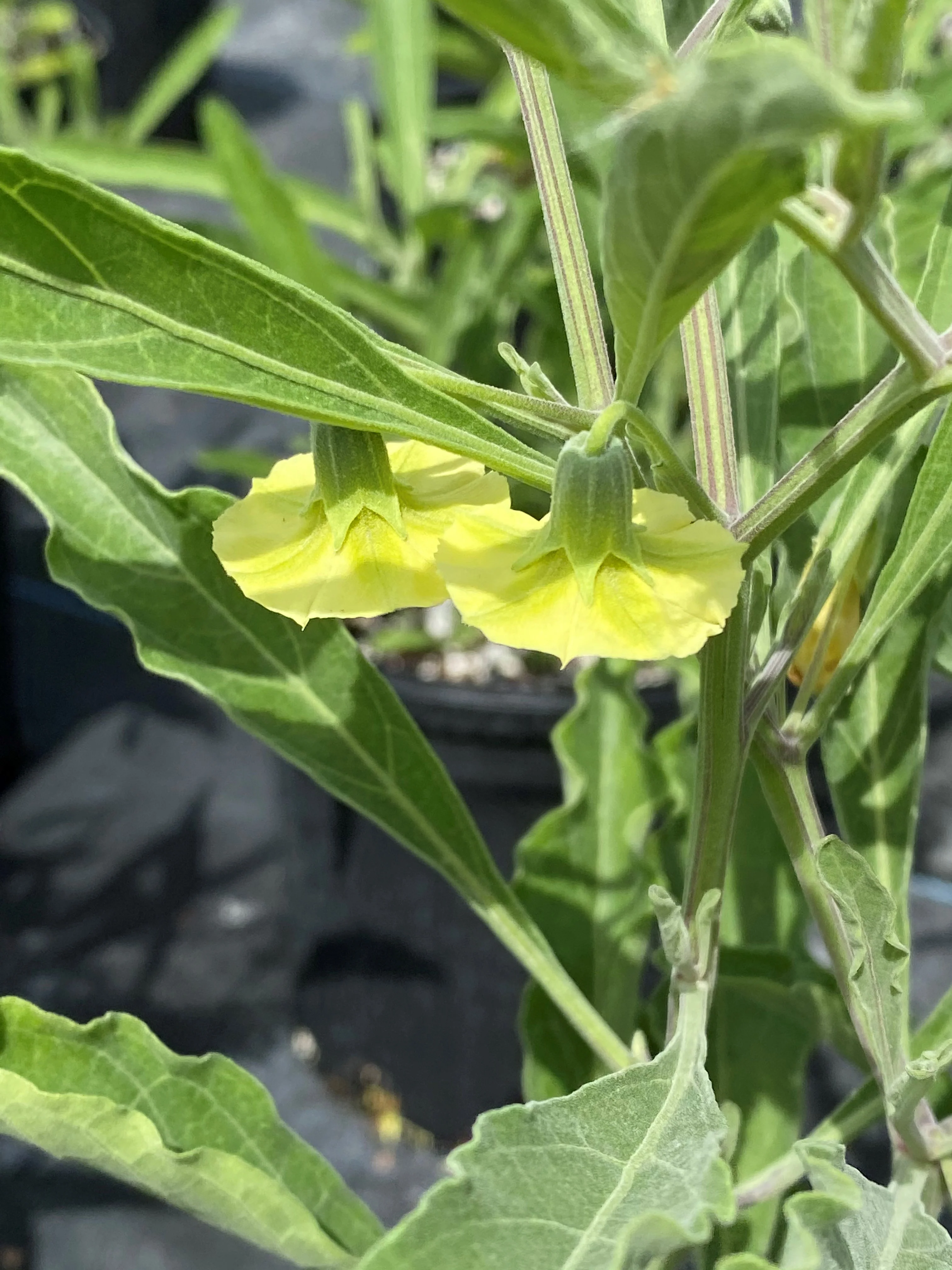 Physalis walteri - Image 5