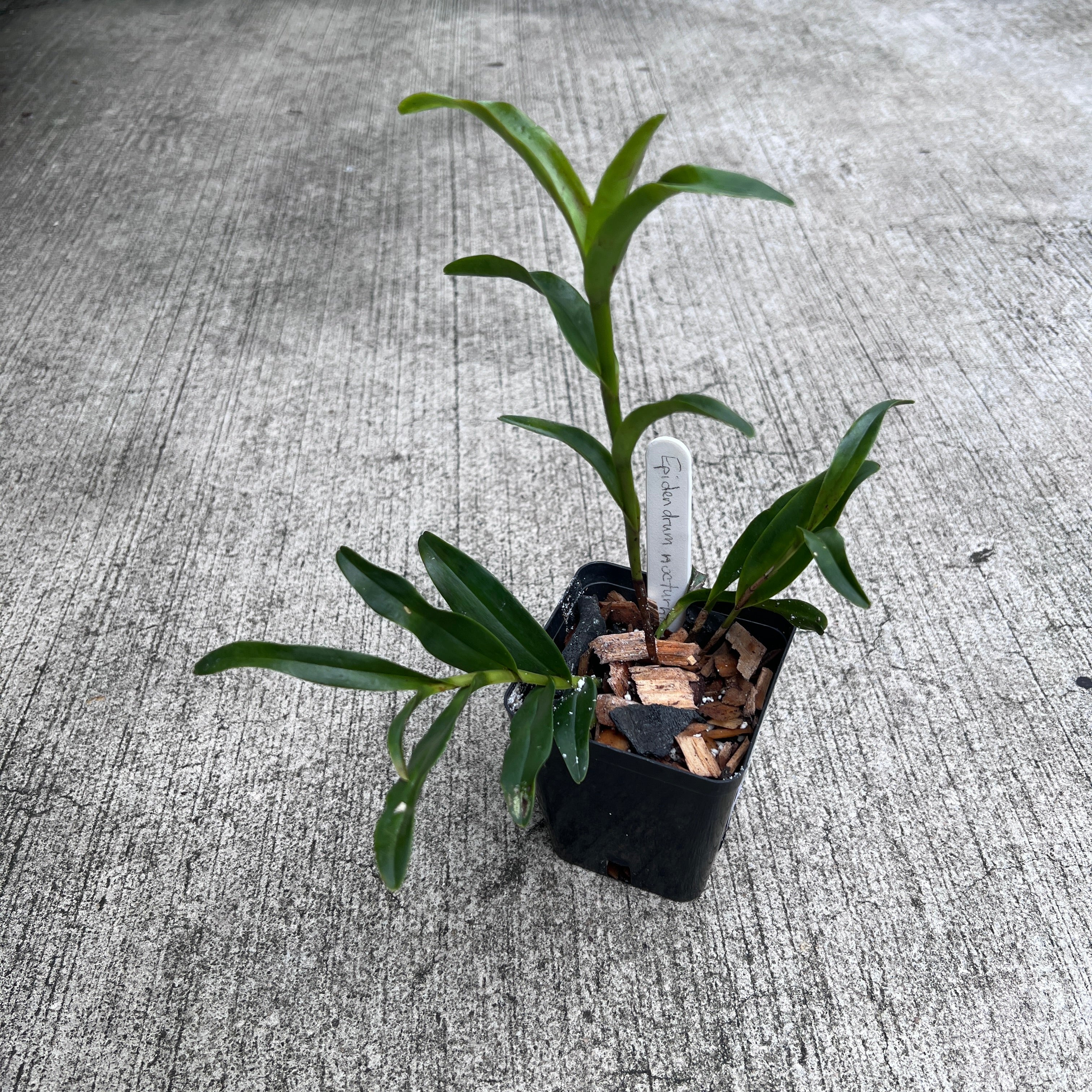 The Million Orchid Project - Epidendrum nocturnum - Image 3