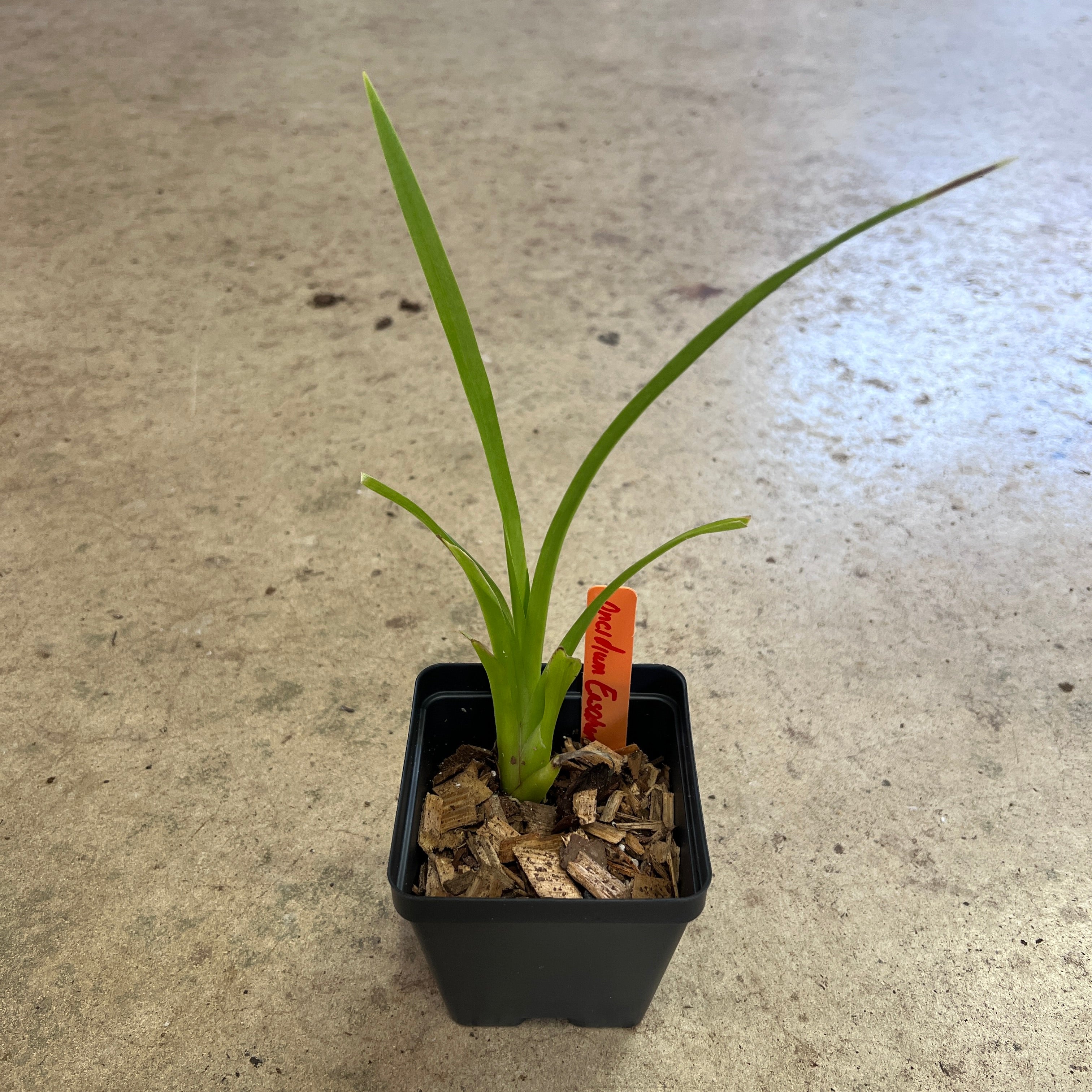 The Million Orchid Project - Oncidium ensatum - Image 3