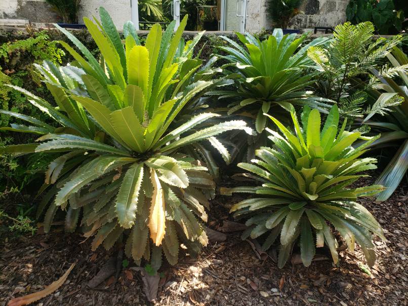 Theophrasta americana - Image 3