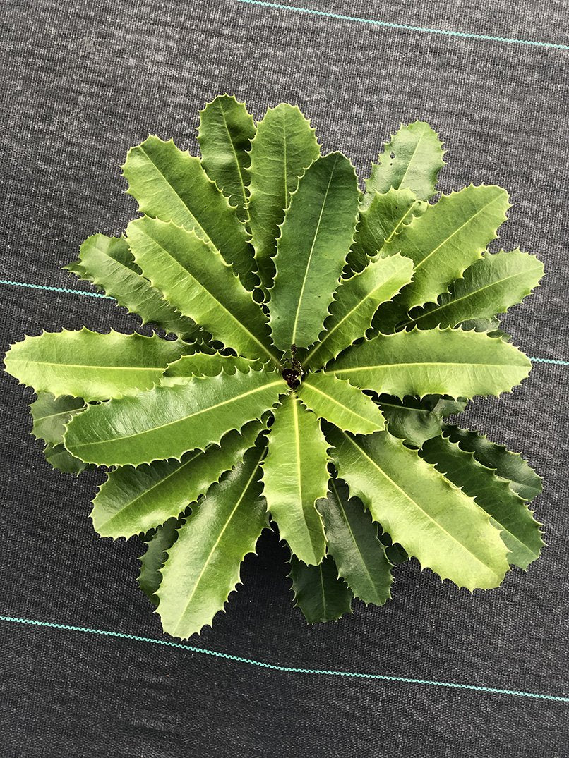 Theophrasta americana - Image 4