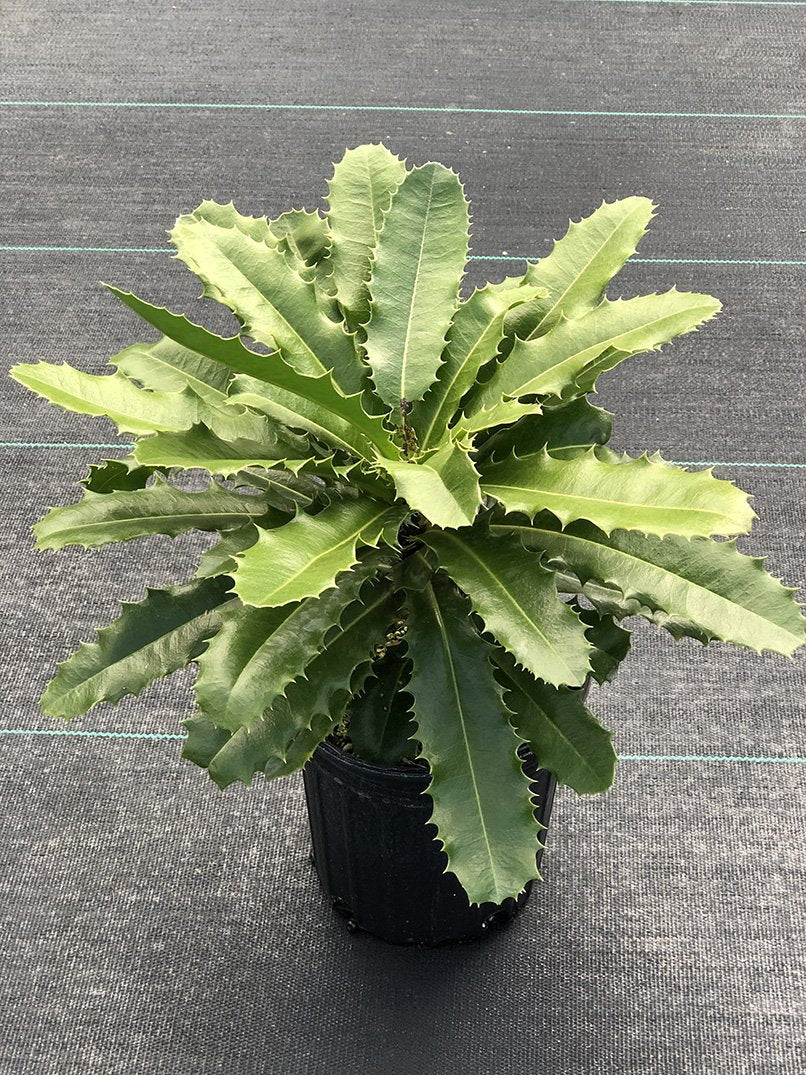 Theophrasta americana - Image 5