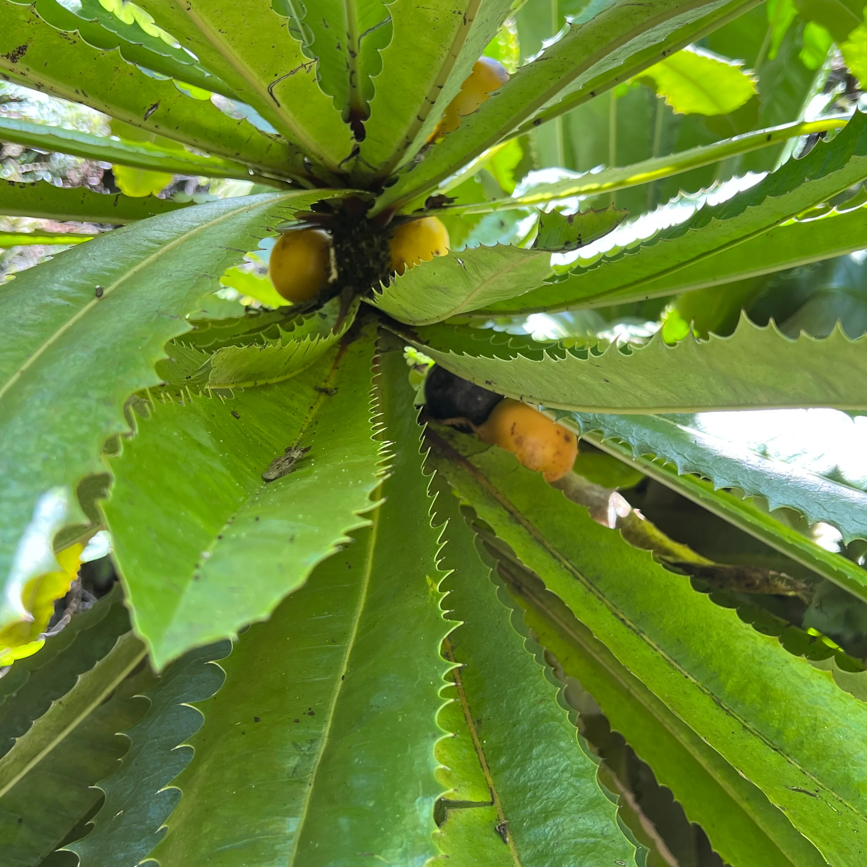 Theophrasta americana - Image 6