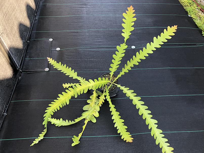 Weberocereus imitans - Image 4